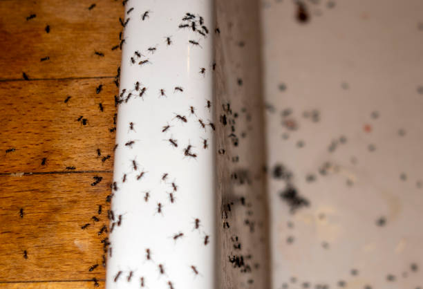Best Termite Control Services  in Edgewood, NM