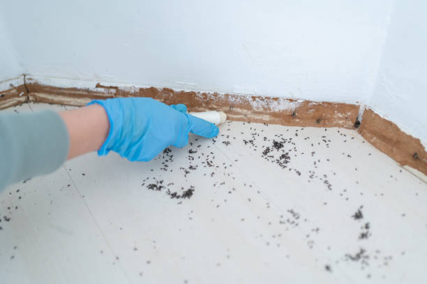 Best Pest Control Treatment  in Edgewood, NM